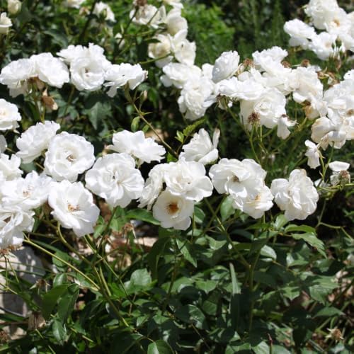White Climbing Roses Live Plant -Small Size, Heirloom Climbing Rose Bush, Fragrant High-Yielding Perennial Flowering Vine for Trellis & Fence - Image 3