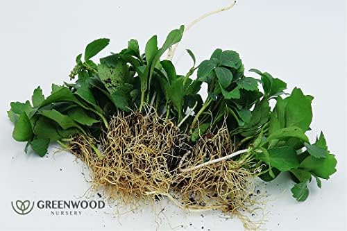 Greenwood Nursery: Live Ground-Cover Plants - Pachysandra Terminalis + Japanese Spurge - [Qty: 200 Bare Roots] - (Click for Other Available Plants/Quantities) - Image 2