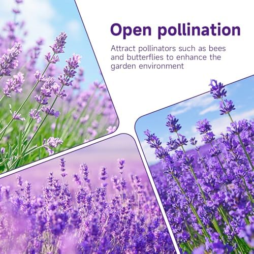 Groundio 1500+ English Lavender Seeds for Planting, Non-GMO | Heirloom | High Germination Dwarf Lavender Herb Seeds for Indoor & Outdoor Pollinator Attract (Lavandula Angustifolia) - Image 7