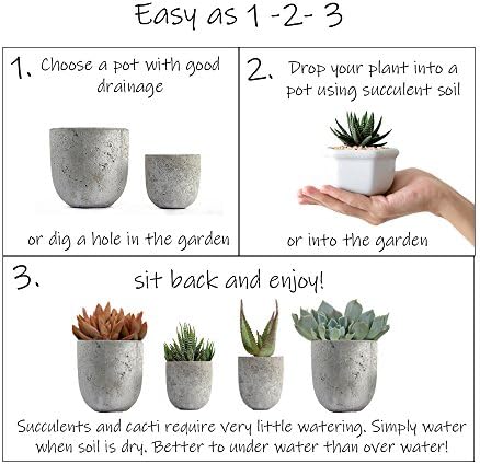 Altman Plants, Assorted Succulents Plants Live Houseplants (12PK), Succulent Plants Home Office Plants Live Indoor Plants, Live Plants Indoor House Plants, Easy Care Plants, Desk Plants Kitchen Plants - Image 6