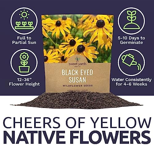 Black Eyed Susan Seeds – Extra Large Packet – Over 100,000 Open Pollinated Non-GMO Wildflower Seeds – Rudbeckia hirta - Image 6