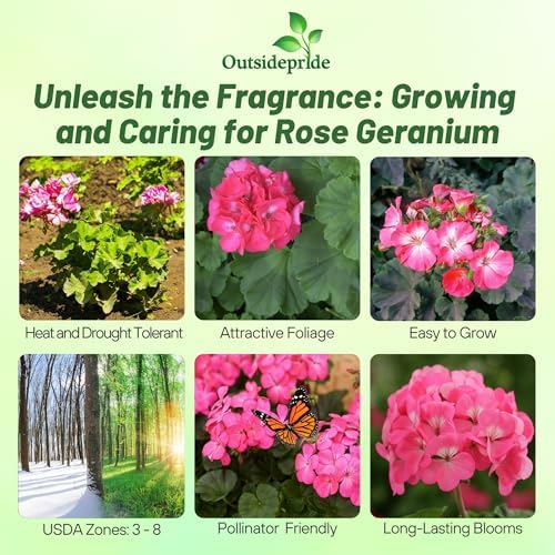 Outsidepride Rose Geranium Seeds for Planting - 50 Pcs Annual, Heat & Drought Tolerant Flower Seeds with Green Foliage & Rose Blooms for Pots, Borders & Lush Summer Garden Displays - Image 2