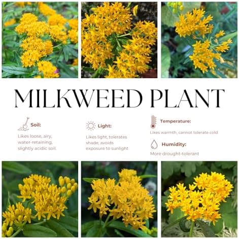 3 Yellow Milkweed Live Plants, Hardy Milkweed Shrub, 4-9 Inches - Image 4