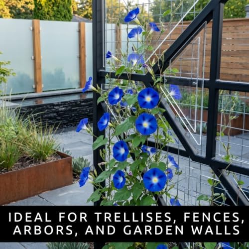 Blue Morning Glory Seeds for Planting Climbing Vine 100 Premium Seeds - Image 5