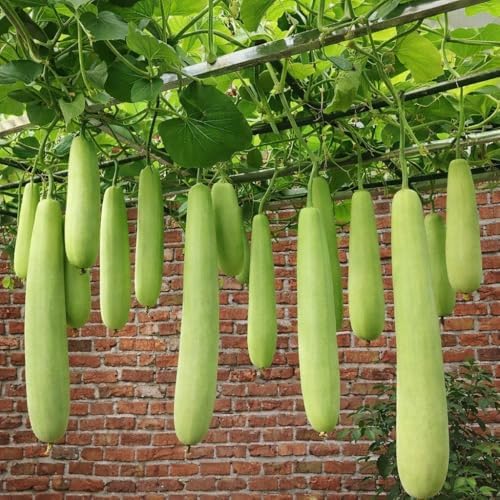 10 Seeds Indian Extra Long Bottle Gourd Hybrid F1 Lauki - Opo - Cucuzzi – Non‑GMO Asian Calabash Melon Squash for Home Garden for Planting Lagenaria siceraria 16"-18" - Image 4
