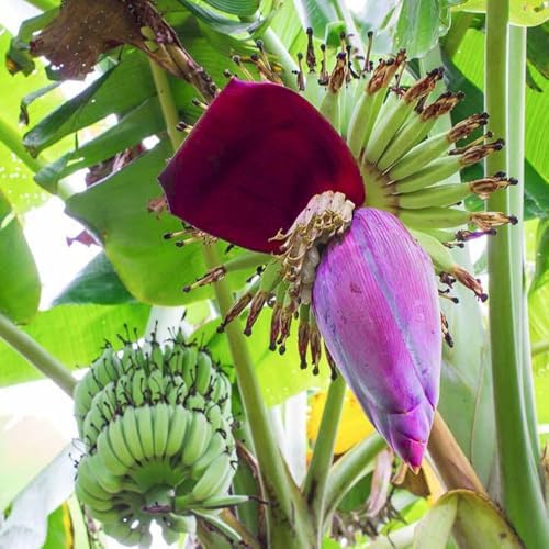 Dwarf Cavendish Banana Tree Plant, Indoor Outdoor Plant, 1 Gallon Pot - Image 3