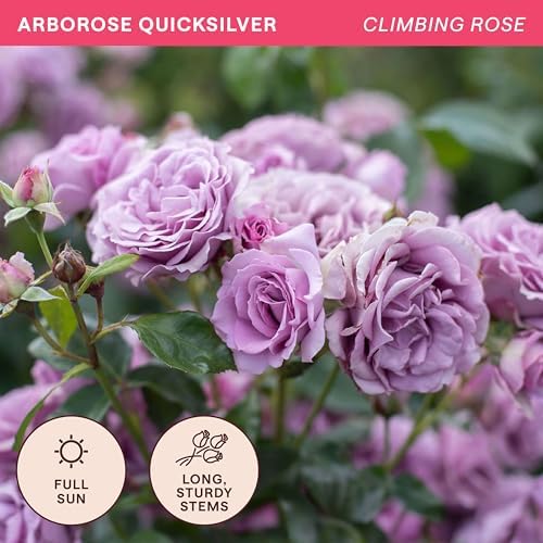 Heirloom Climbing Roses, Live Own Root Plant, Arborose® Quicksilver - Image 4