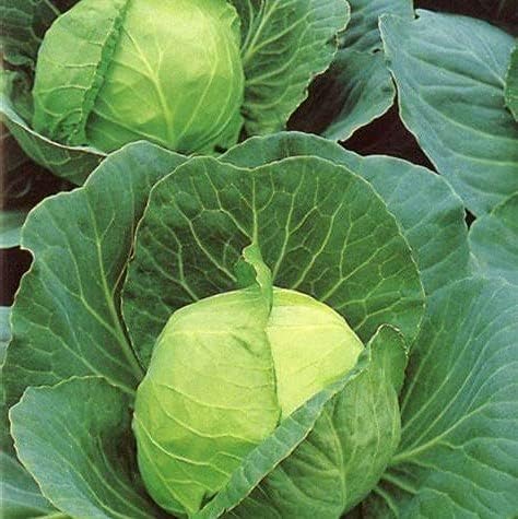Cabbage Seed, Golden Acre, Heirloom, Non GMO, 100+ Seeds, Tasty Healthy Veggie, My Favorite Cabbage, Country Creek Acres Brand - Image 2