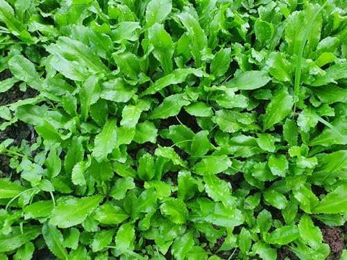 3500+ Culantro Seeds – Ngò GAI – Sawtooth Herb – Mexican Coriander – Long Coriander – Recao – Fitweed Seeds – Premium, Non-GMO, Heirloom– Made in USA, Vegetable for Yard & Garden Planting - Image 3