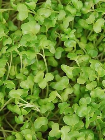 Mountain Valley Seed Co Golden Acre Cabbage Seeds 1 Lb - Non-GMO Heirloom - Image 3