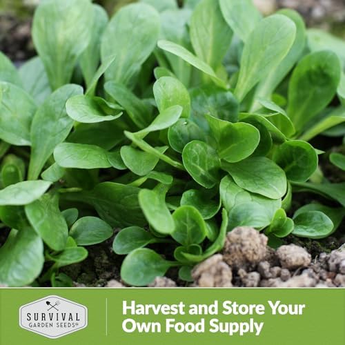 Corn Salad Seeds for Planting - Mache, Lamb's Lettuce (5 Packs) - Image 5