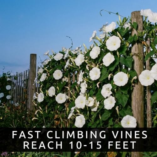 2 Moonflower Live Starter Plants | White, Night-Blooming Climbing Vine - Image 6