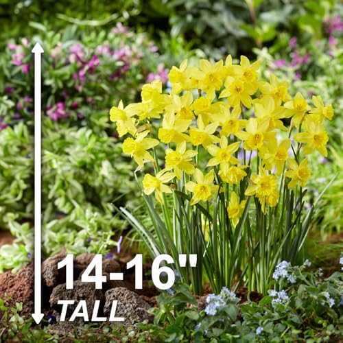 Garden State Bulb Narcissus Jonquil Yellow Sailboat Daffodil Flower Bulbs, 14/16cm (25) - Image 3