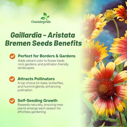 Outsidepride Gaillardia Aristata Bremen Blanket Flower Seeds for Planting - 1000 Pcs Perennial Wildflower Seeds, Drought-Tolerant for Xeriscaping, Borders, Pollinator Gardens, or Wildflower Mixes - Image 3