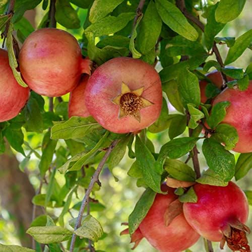 Perfect Plants Russian Pomegranate Tree, 1 Gallon, Live Plant - Image 6