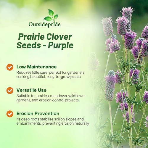 Outsidepride Purple Prairie Clover Seeds - 1 lb. Perennial Seeds for Planting, Easy to Grow, Drought & Heat Tolerant, High Protein Forage for Livestock, Ideal for Meadow Gardens, & Xeriscaping - Image 4