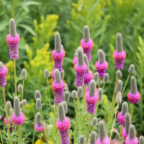 Outsidepride Purple Prairie Clover Seeds - 5 lb. Perennial Seeds for Planting, Easy to Grow, Drought & Heat Tolerant, High Protein Forage for Livestock, Ideal for Meadow Gardens, & Xeriscaping - Image 2