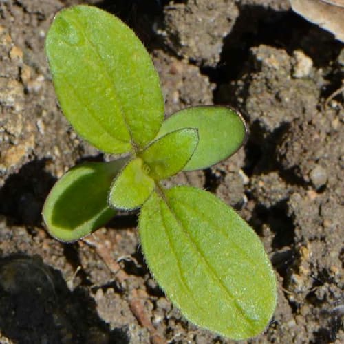 Seed Needs, Procut Red Sunflower (Helianthus annuus) Twin Pack 40 Seeds Each - Specialty Hybrid - Image 5