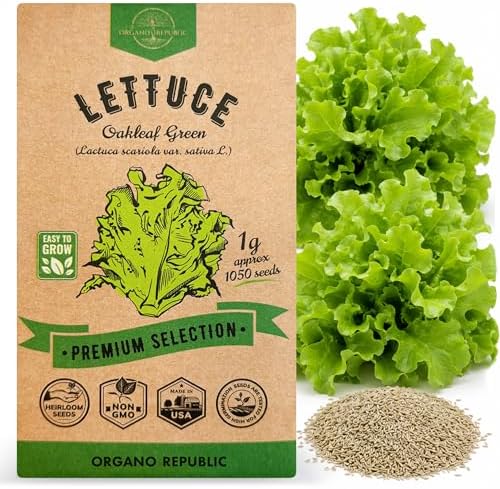 Lettuce Oakleaf Seeds Pack 1 G - Over 800 Non-GMO Heirloom Lettuce Seeds for Planting Greens in Individual Seed Packet, Greens Seeds for Planting Home Garden Indoor & Outdoor Gardening by OrganoRepublic