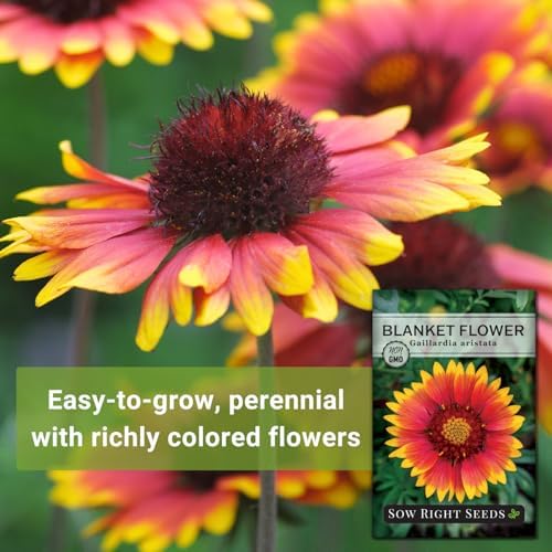 Sow Right Seeds - Blanket Flower Seed for Planting Perennial Wildflower - Image 3