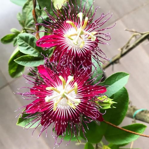 2 Burgundy Passion Flower Live Plants, Passiflora Vine to Grow 5-7" Tall - Image 6