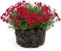 Red Creeping Phlox Plant, 2-3" Flower Phlox Starter Plants by UIOTER