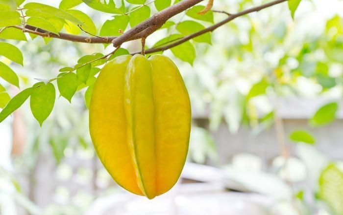 Carambola/Starfruit/Live Fruit Tree 10inch-18inch Plant - Image 2