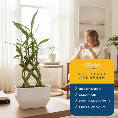 Costa Farms Lucky Bamboo, Live Indoor Plant, Easy Care, Home Decor - Image 6
