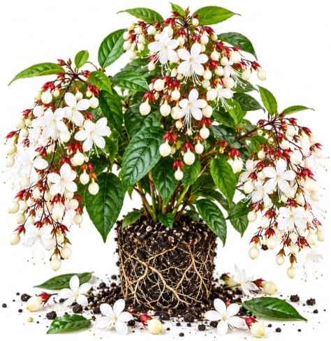 2 Wallichii Smithianum Clerodendrum Live Plants, 5-10 Inch Tall - Image 2