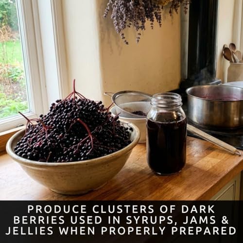 Black Elderberry Seeds for Planting Native Shrub 100 Premium Seeds - Image 6
