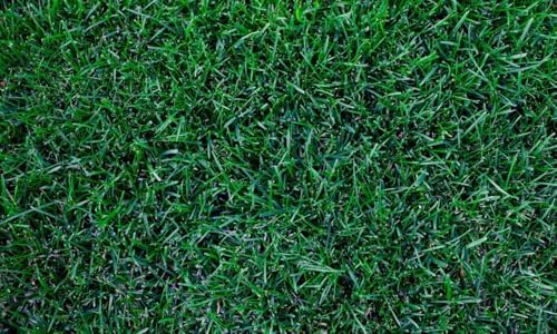 Kentucky Bluegrass Lawn Grass Seed, 1 Pound Pure Seeds Pack by Seeds2Go - Image 2