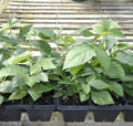 Big Daddy BlackBerry Plants (2-Pack) - Live Berry Bush 5-8" - Container or Garden Growing - Giant Sweet Berries - Hardy Zones 5-9 by Unknown