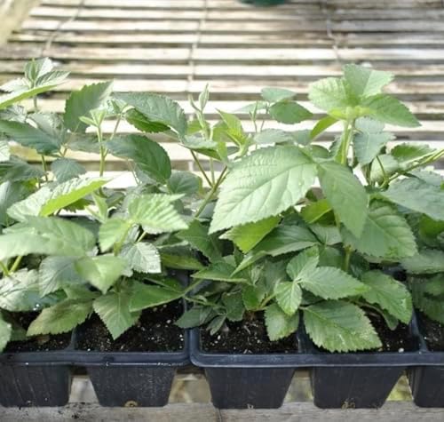 Big Daddy BlackBerry Plants (2-Pack) - Live Berry Bush 5-8" - Container or Garden Growing - Giant Sweet Berries - Hardy Zones 5-9 by Unknown