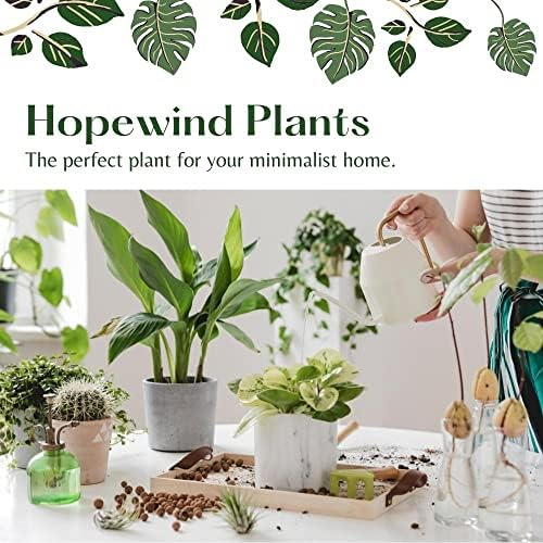 Bonnie Curly Spider Plant, Variegated Curly Leaves, Pet-Friendly, Air Purifying, Easy to Care and Grow Attractive Plant in 4 inch Pot - Hopewind Plants Shop - Image 7