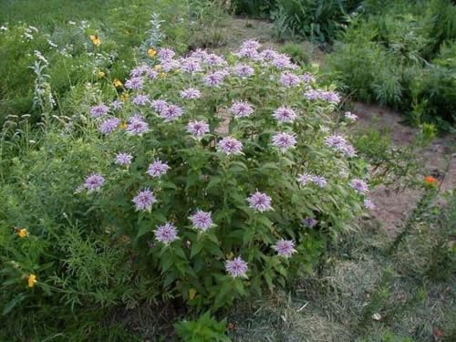 Set of 4 Live Flowering Bee Balm Plants – Vivid Pink Color - Monarda 'Bubblegum Blast' – Bright Pink Blooms – Attracts Butterflies & Bees – 4 Live Plug Plants (~4” Tall) NOT Potted – Perennial - Image 4