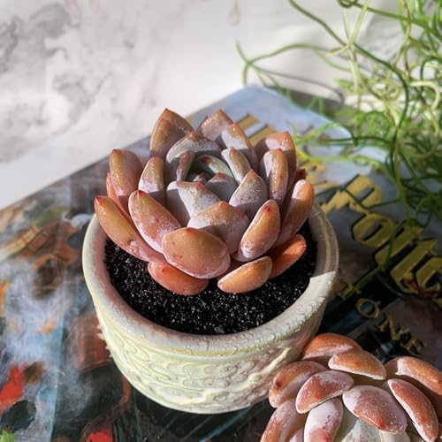 Echeveria Sang-A Rare Live Succulent Plants, 1 Head 2.2" Bare Root Without Pot & Soil, Garden Indoor Office Desk Baby Shower Decoration, Friend Plant Lovers Gifts - Image 6