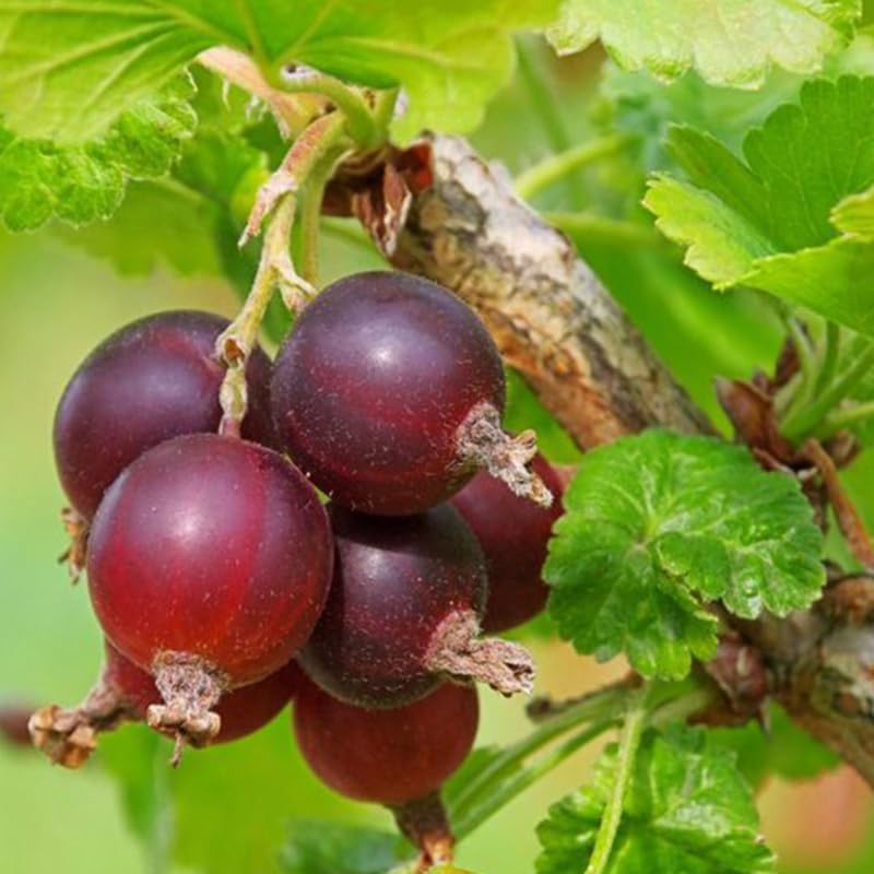 Red Gooseberry Live Plant, Berry Tree, 5-9 Inch Tall - Image 3
