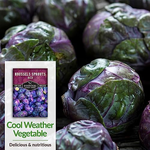 Red Brussels Sprout Seeds - Survival Garden Seeds (5 Packs) - Image 5