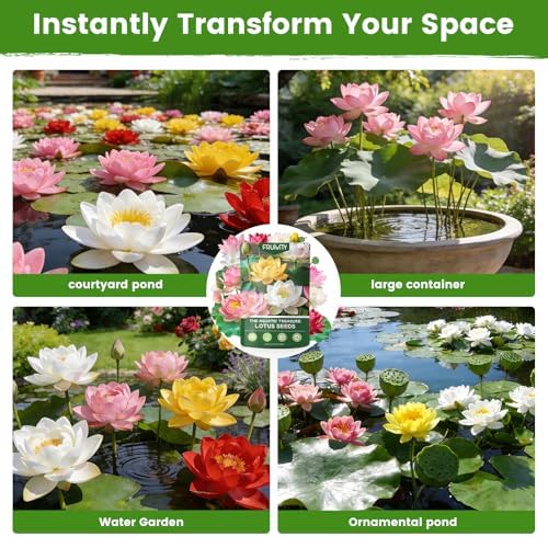 30 PCS Lotus Seeds for Planting in Water - Mixed Color Bowl Lotus Seeds, Live Pond Plant Water Lily Seeds for Indoor Bonsai, Koi Pond, Outdoor Ponds & Garden - Image 7