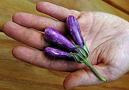30 Mini Eggplant Seeds - Little Fingers Eggplant, Asian Heirloom, Non GMO, Great for Container, Patio, Bonsai by CZGrain