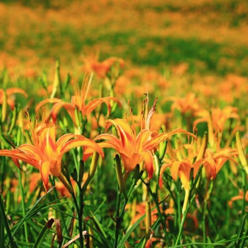 10 Daylily Bare Roots for Planting, Fast Growing, Hardy Perennial Flowers, Ideal for Border Gardens, Beds & Outdoor Landscaping - Image 6