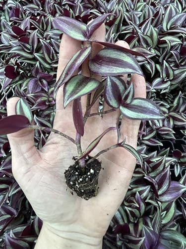 Tradescantia Zebrina Live Plants Pack of 10 Purple Wandering Jew - Image 4