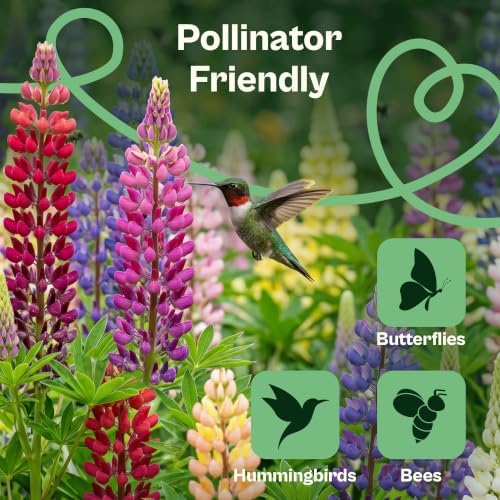 SVI 350 Mix Russell Lupine Seeds (Lupinus polyphyllus) – Heirloom Perennial Lupine Seed Packets, Wildflower Seed Mix – Cut Flower Seeds for Flower Garden, Borders & Meadow Planting Outdoors - Image 4