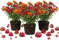 3 Red Milkweed Live Plants, Perennial Flower Plant by AKTRD