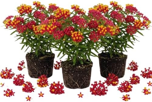 3 Red Milkweed Live Plants, Perennial Flower Plant by AKTRD
