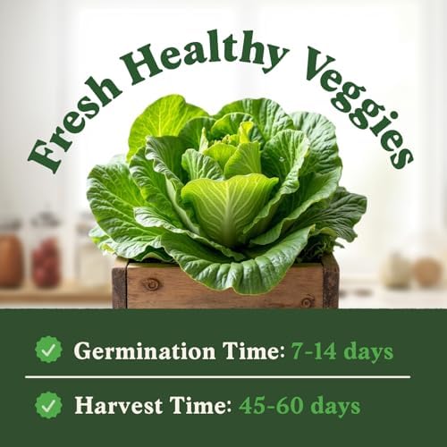 Organic Non-GMO Vegetable Seeds for Planting (Buttercrunch Lettuce) - Image 2