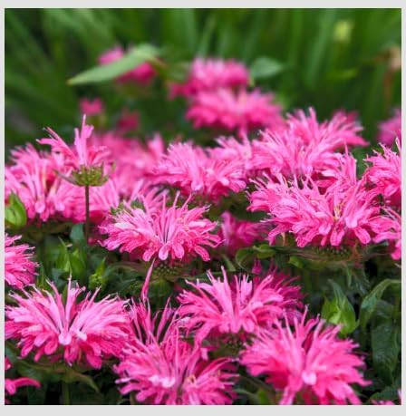 Monarda 'Electric Neon Pink' Live Plant – 3 Inch Pot | Bee Balm Perennial Flower | Attracts Pollinators | Vibrant Pink Blooms for Garden, Containers, Borders - Image 3
