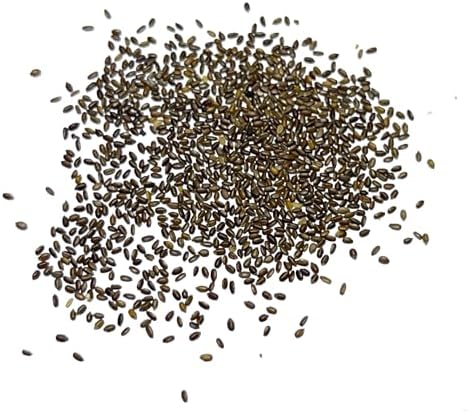 Seed Needs Lemon Mint Seeds to Plant an Herb Garden - 1 Pack - Image 6