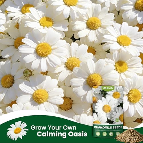 2300+ German Chamomile Seed Pack, Perennial Seeds for Planting, Herb Seed to Plant, Easy to Grow, High Germination, for Home Garden Indoor Outdoor - Image 5