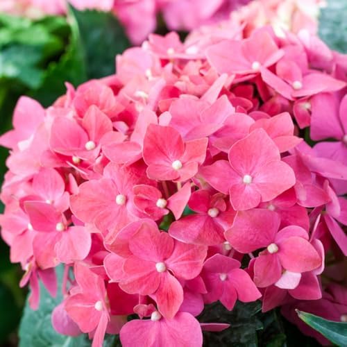 Pink Reblooming Hydrangea Live Plant, Flower Shrub, 2.5 Inch Pot by HILROQG